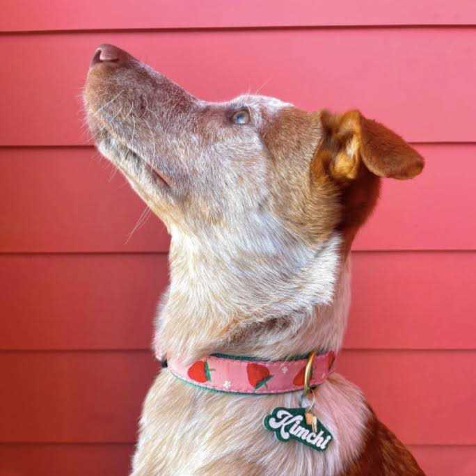 Strawberry Fields Dog Collar A232924