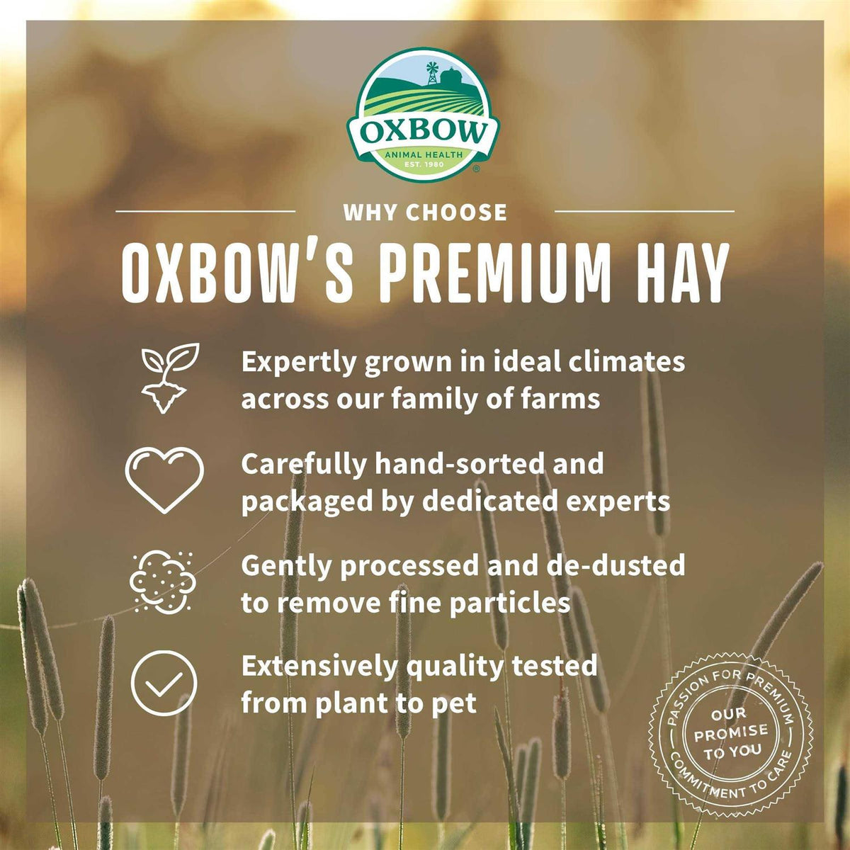 Orchard Grass Hay C9308