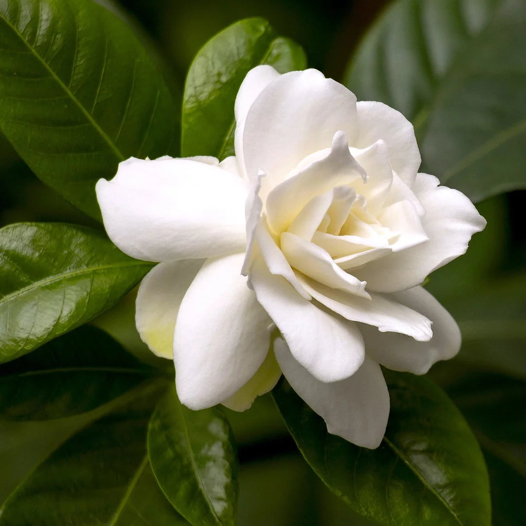 10" Braided Gardenia Live Tree in a 10" Grower Pot I80637