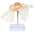 Shoulder Anatomy Model with Base X98112