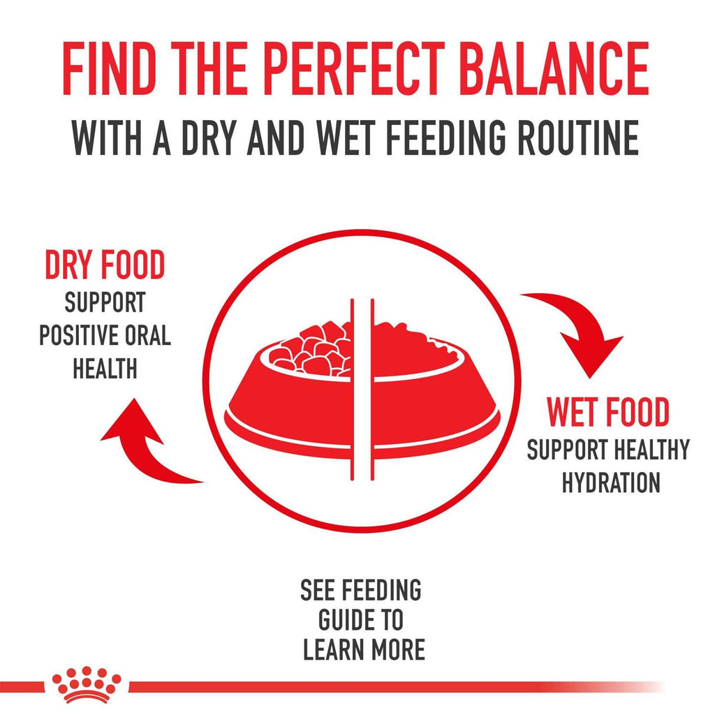 Adult Wet Dog Food R74594