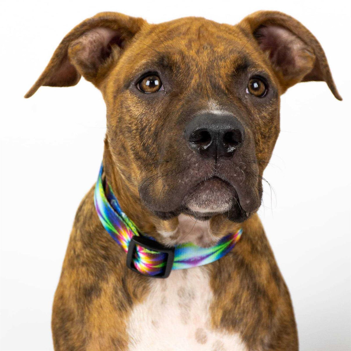Deluxe Dog Collar H1852