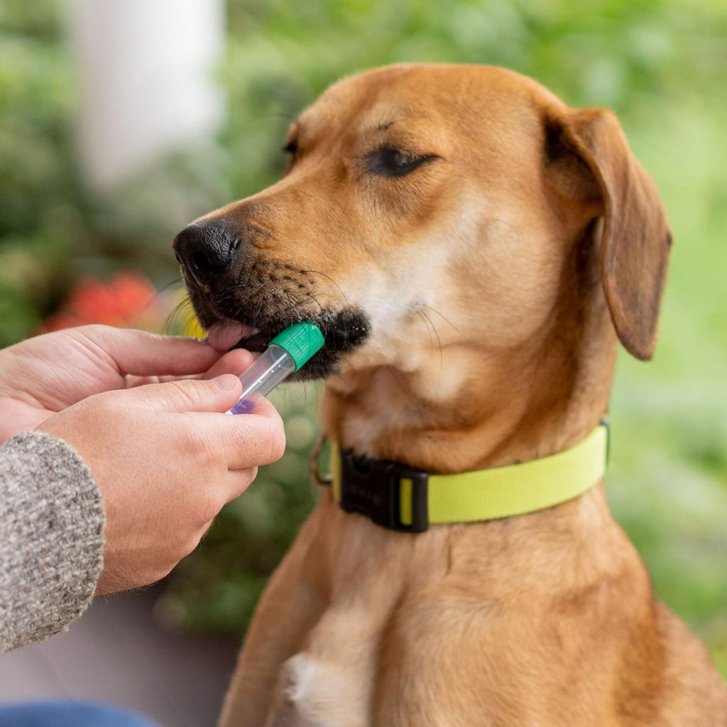 Dog DNA Test Breed Identification Kit G820709