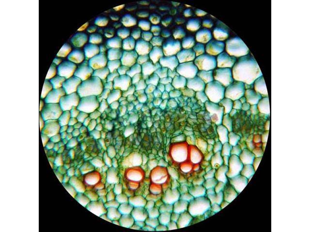 40X-1000X Biological Compound Microscope P454