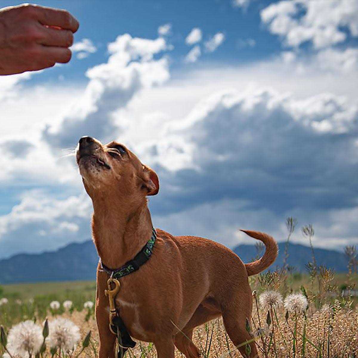 Dog Treats Q122