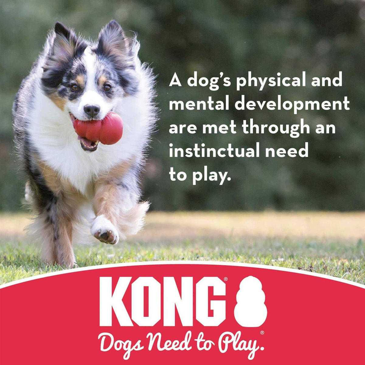 Dog Toy H764795