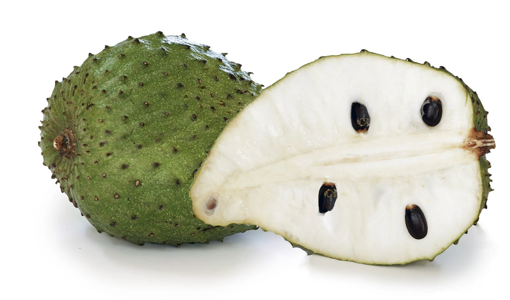 1 Gallon Pot Live Soursop Tree O32644