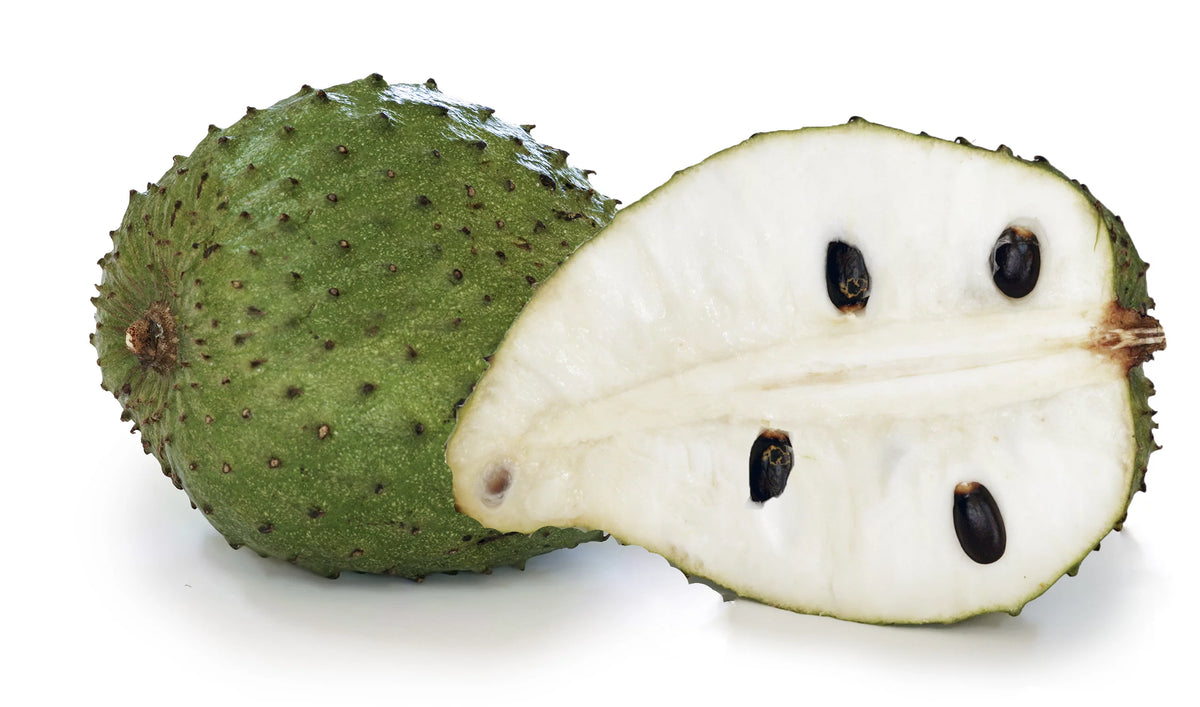 1 Gallon Pot Live Soursop Tree O32644
