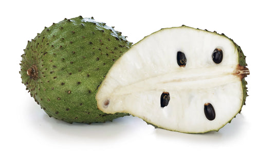 1 Gallon Pot Live Soursop Tree O32644