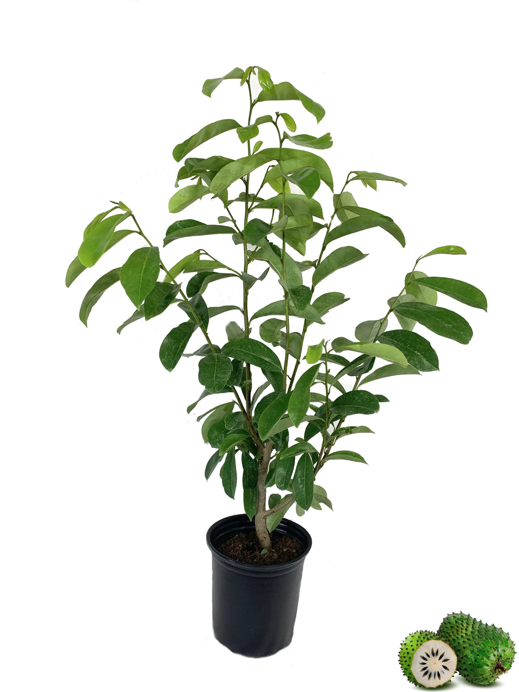 1 Gallon Pot Live Soursop Tree O32644