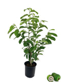1 Gallon Pot Live Soursop Tree O32644