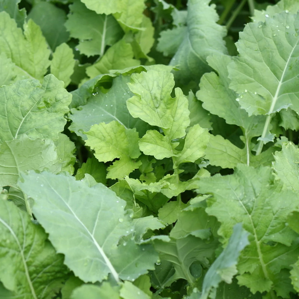 Beet & Greens Kale Radish Deer Attractant Food Plot Seed E236