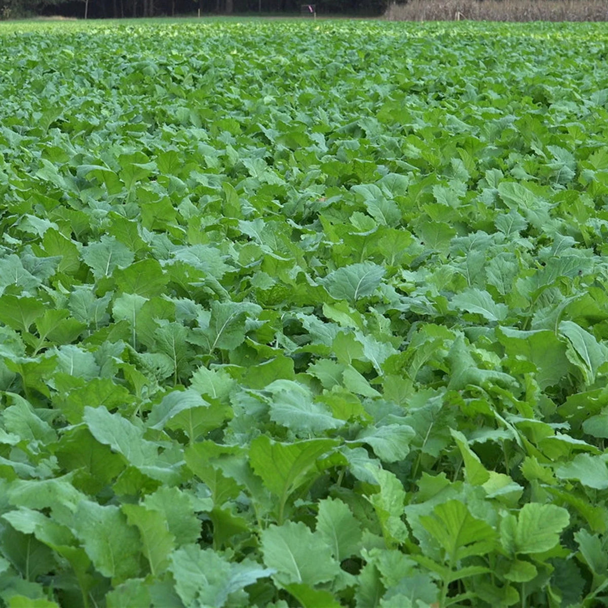 Beet & Greens Kale Radish Deer Attractant Food Plot Seed E236