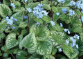 Shade Perennial in Gallon Pot P326