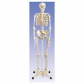 Anatomical Human Skeleton with Stand and Cover N6746