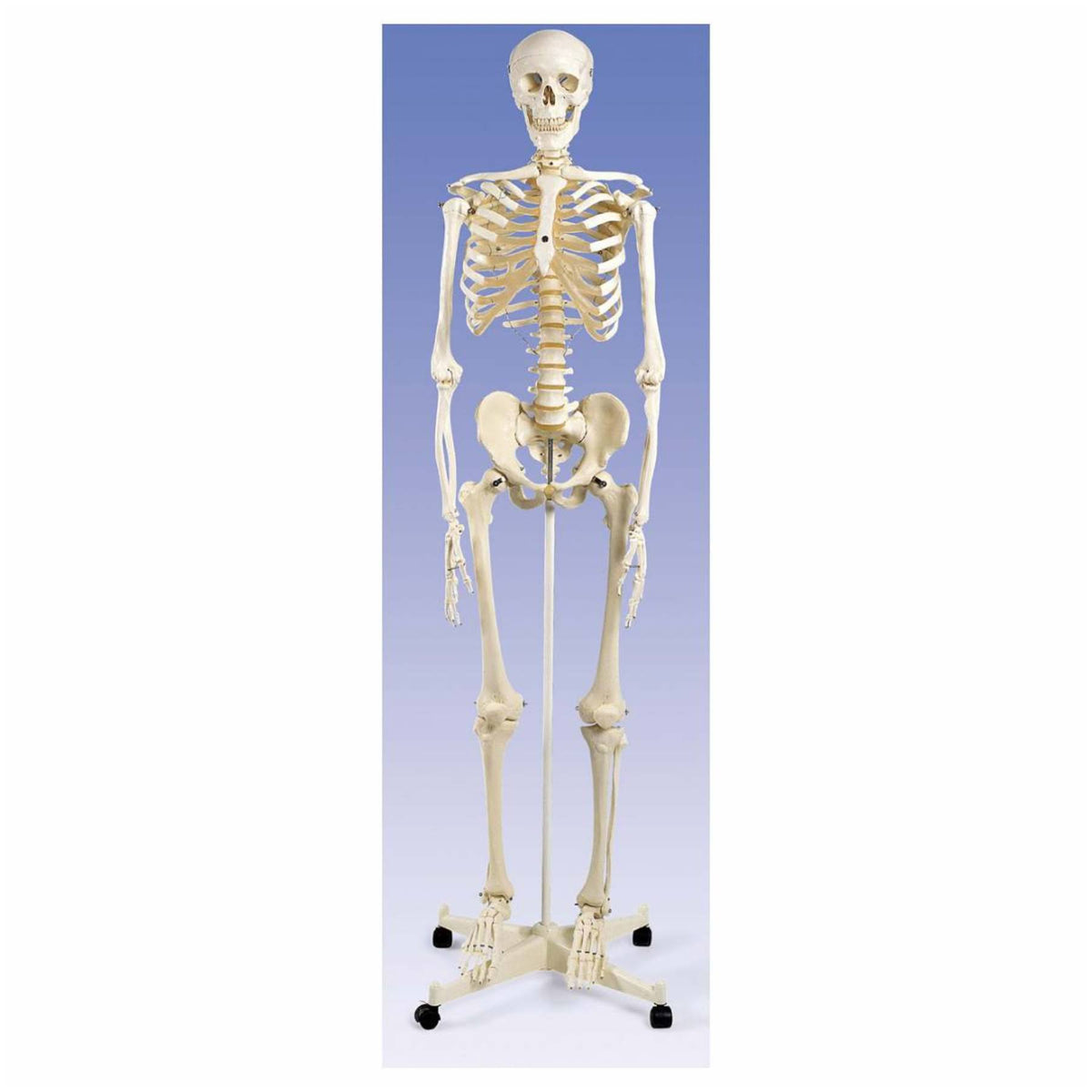 Anatomical Human Skeleton with Stand and Cover N6746