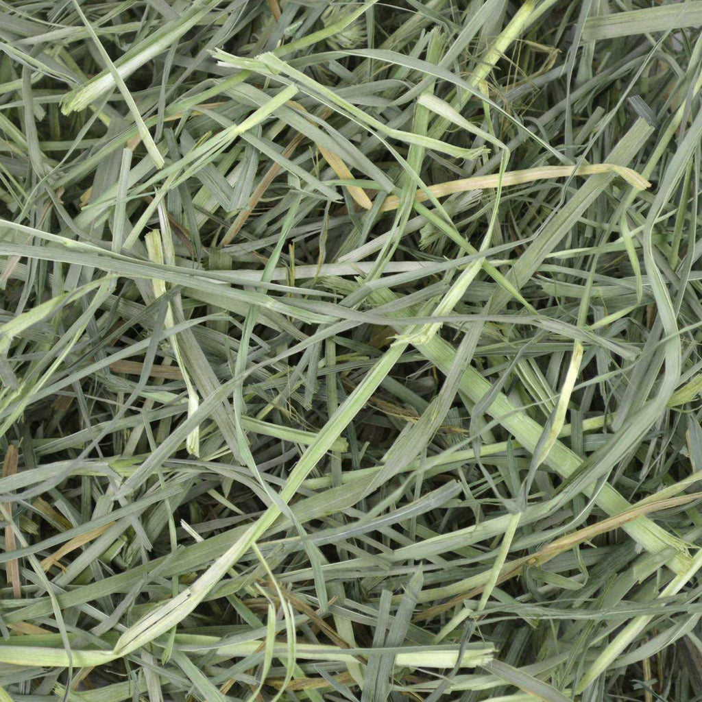 Orchard Grass Hay C9308