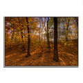 Gold Framed Photographic Print N4560
