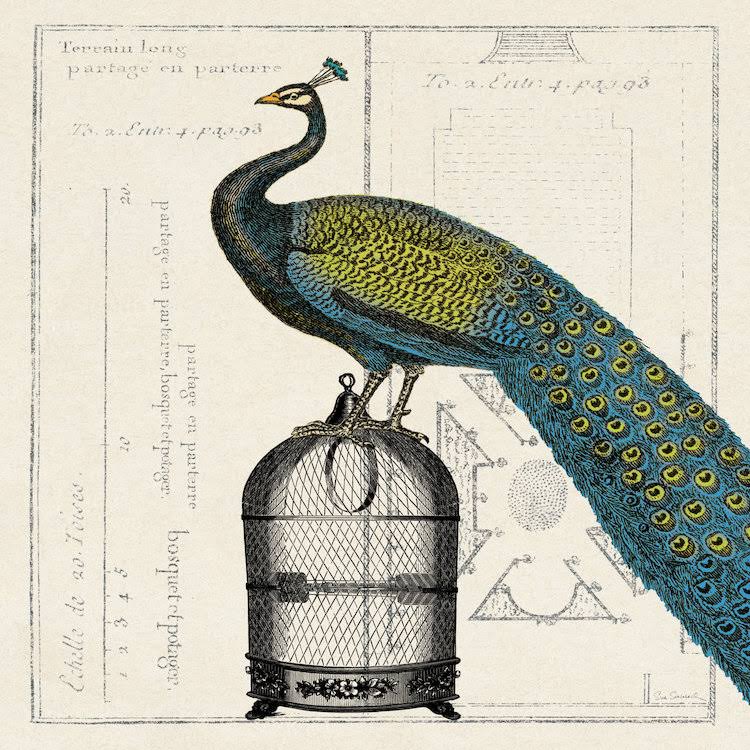 Canvas Art Picture - Peacock Birdcage P961