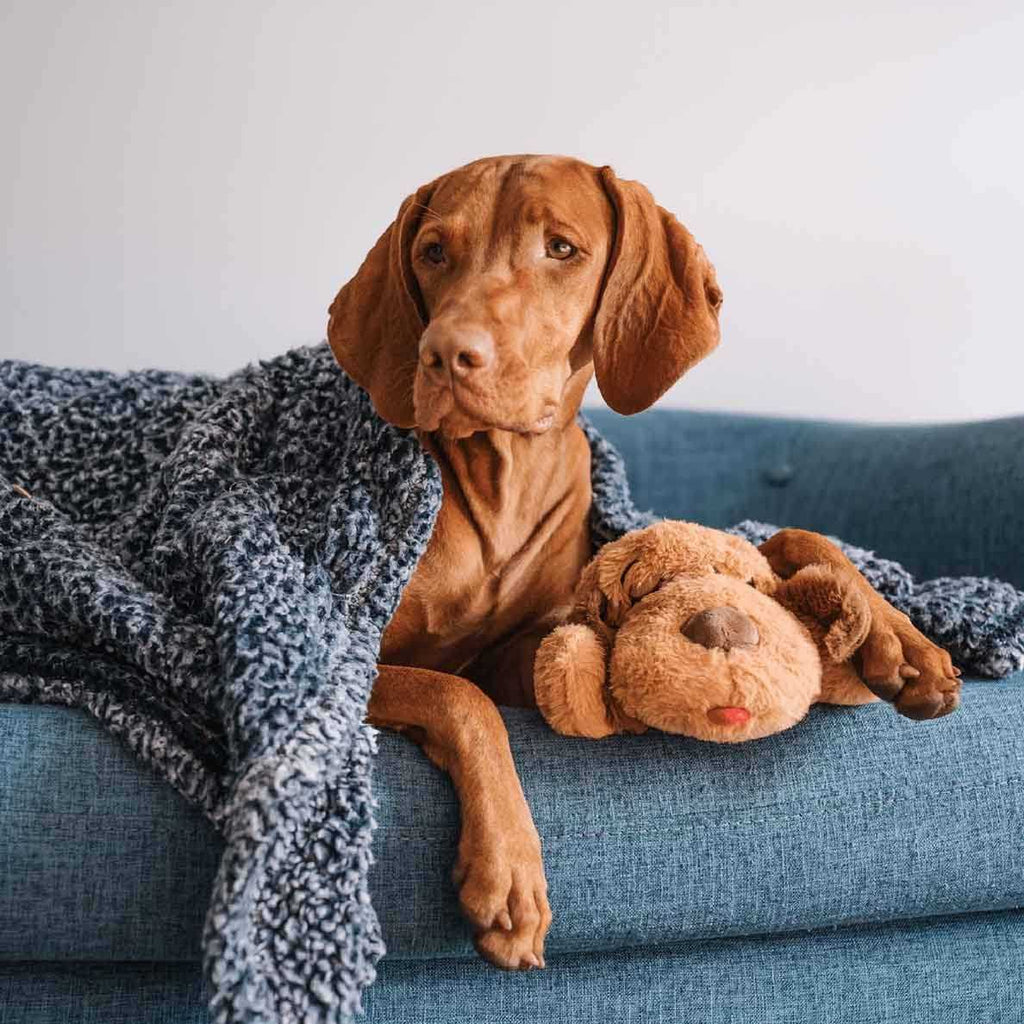 Brown Mutt U301875