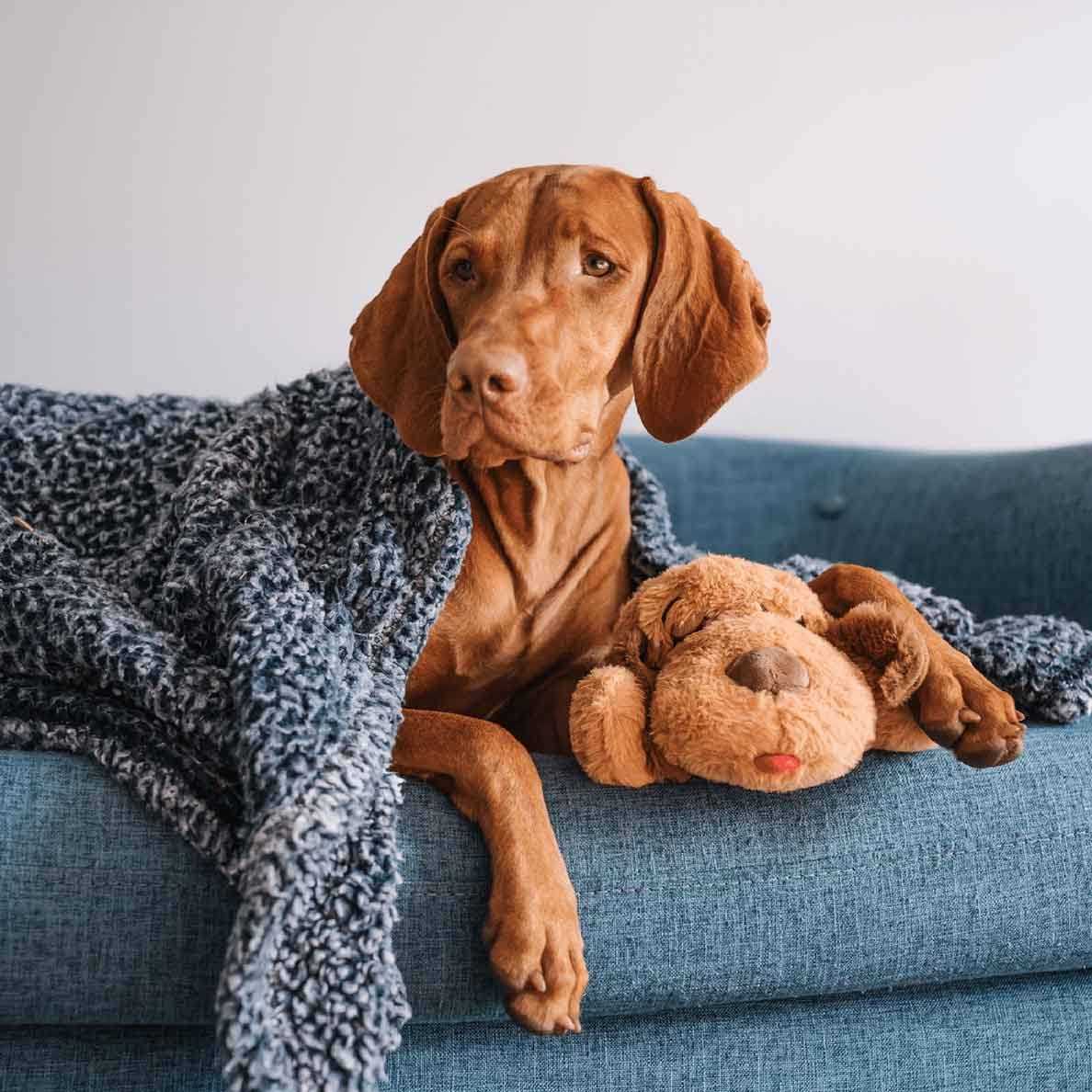 Brown Mutt U301875