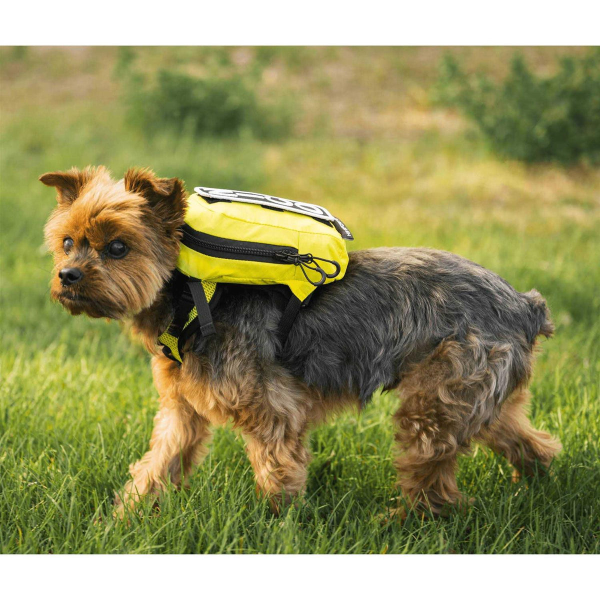 Walk On with Harness & Storage A654